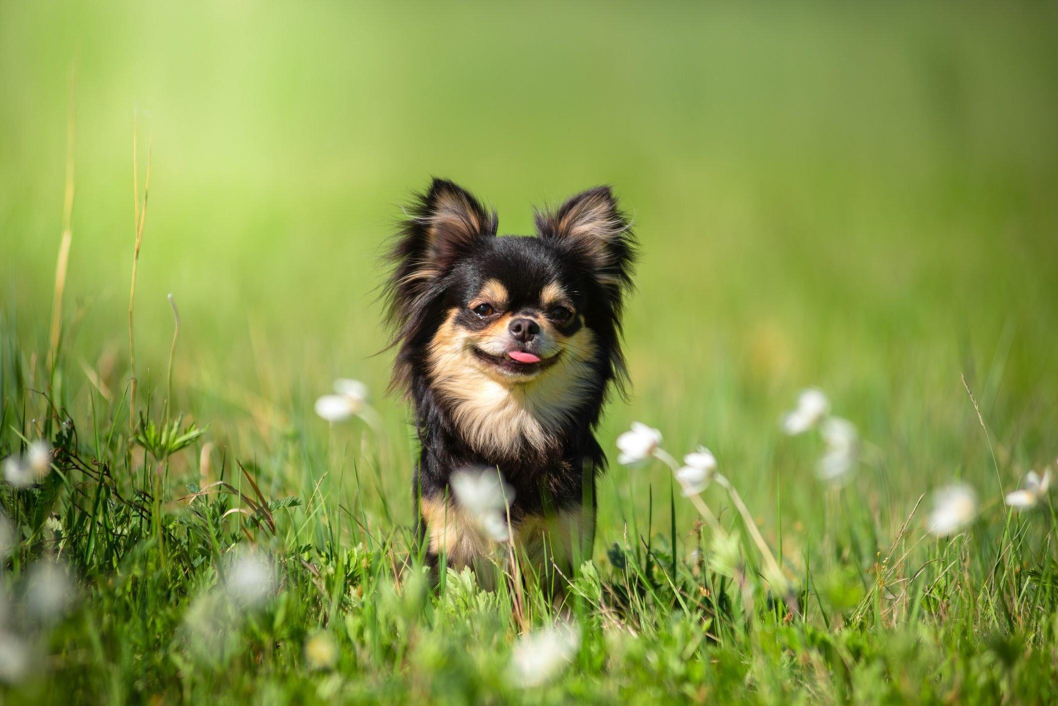 2119x1415 Too Cute Teacup Dog Breeds With Picture. Reader's Digest