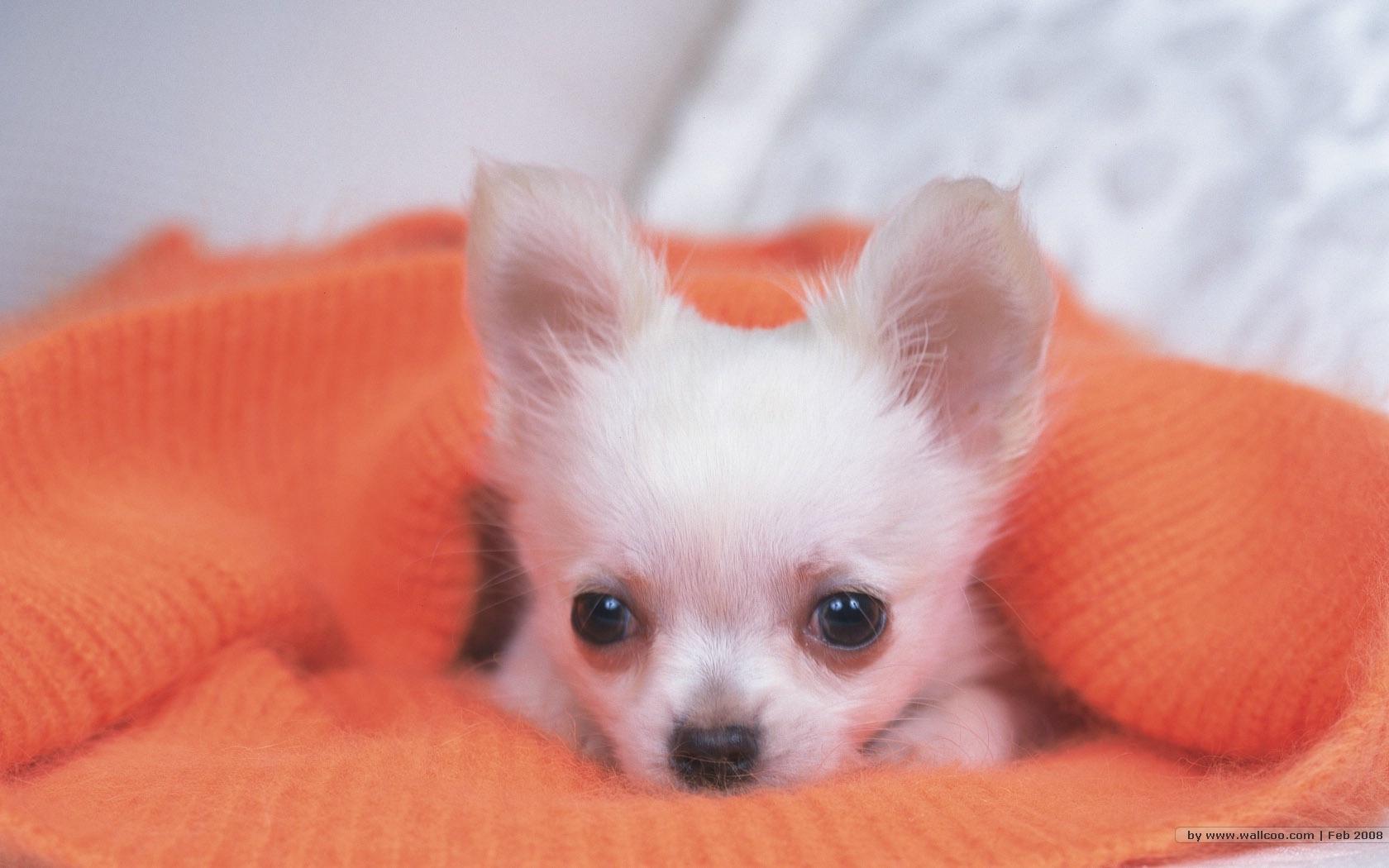 1680x1050 The Sweet Chihuahua Small Dogs Wallpaper
