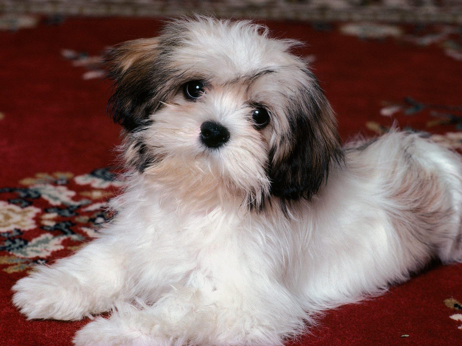 1600x1200 Havanese Small Dogs Wallpaper