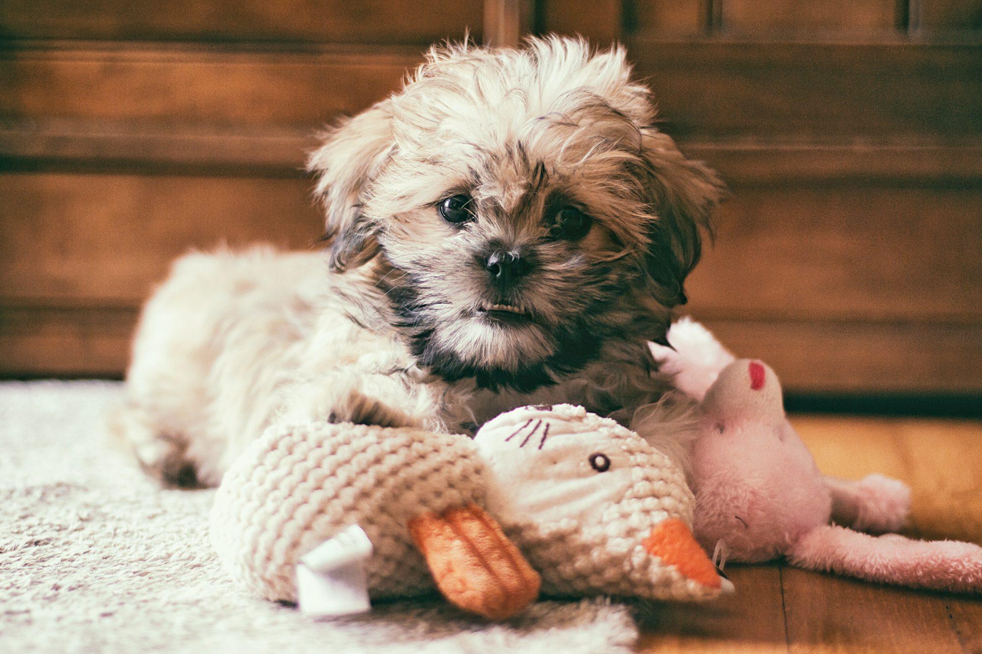 2000x1333 Malshi Dog Breed Information and Characteristics