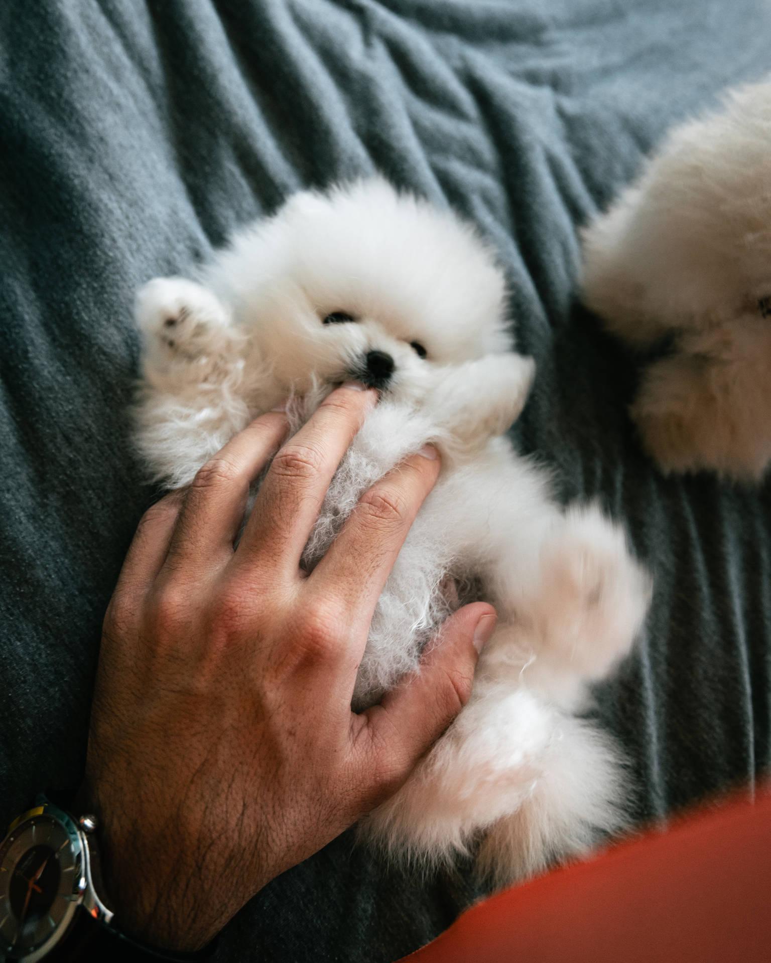 1536x1920 Download Fluffy Teacup Pomeranian Puppy Wallpaper