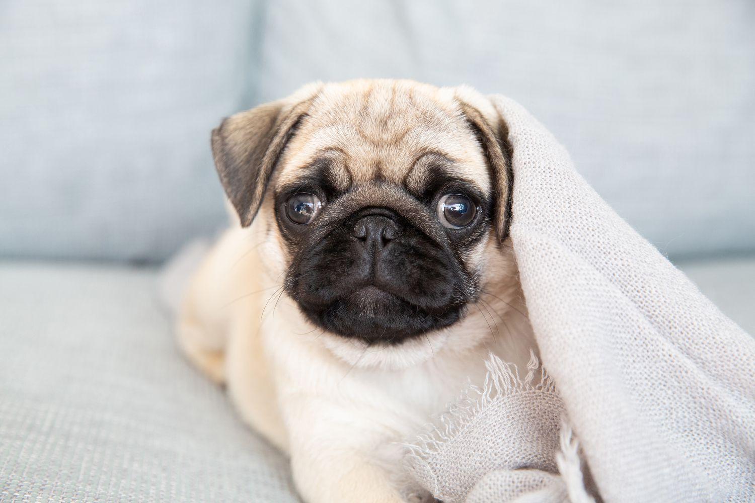 1500x1000 Teacup Dog Breeds for Tiny Canine Lovers