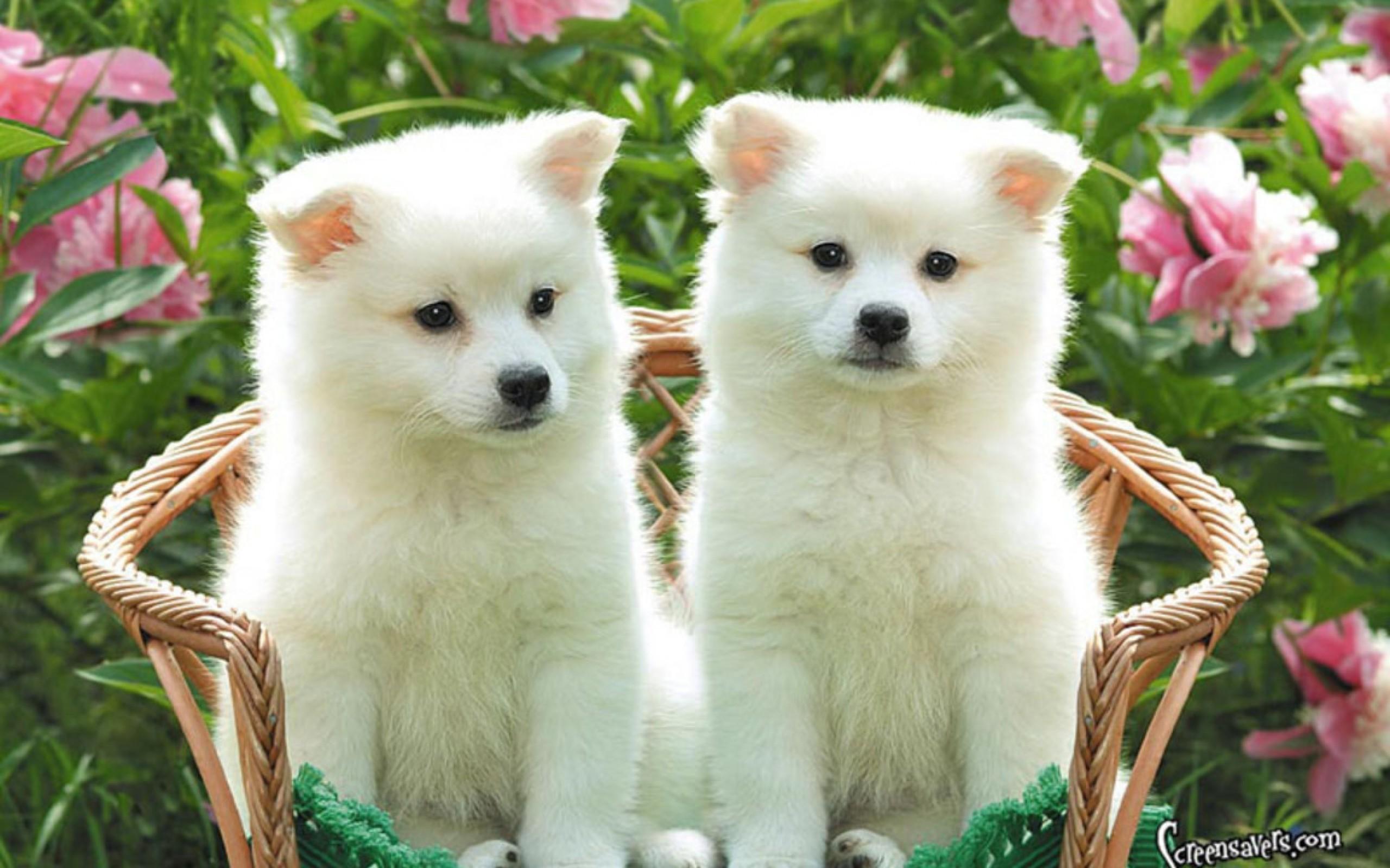 2560x1600 Pomeranian Puppies Wallpaper