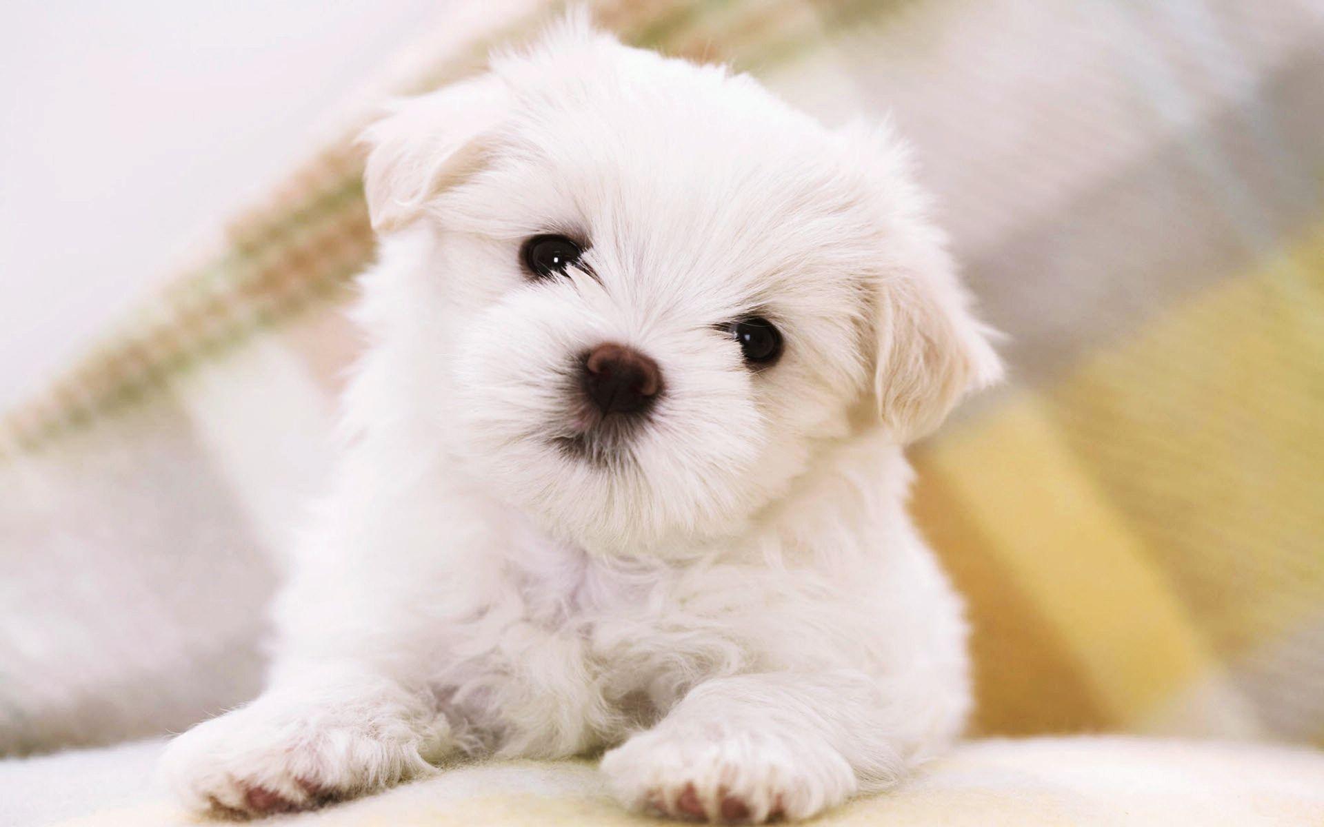 1920x1200 Cute Puppy HD Image