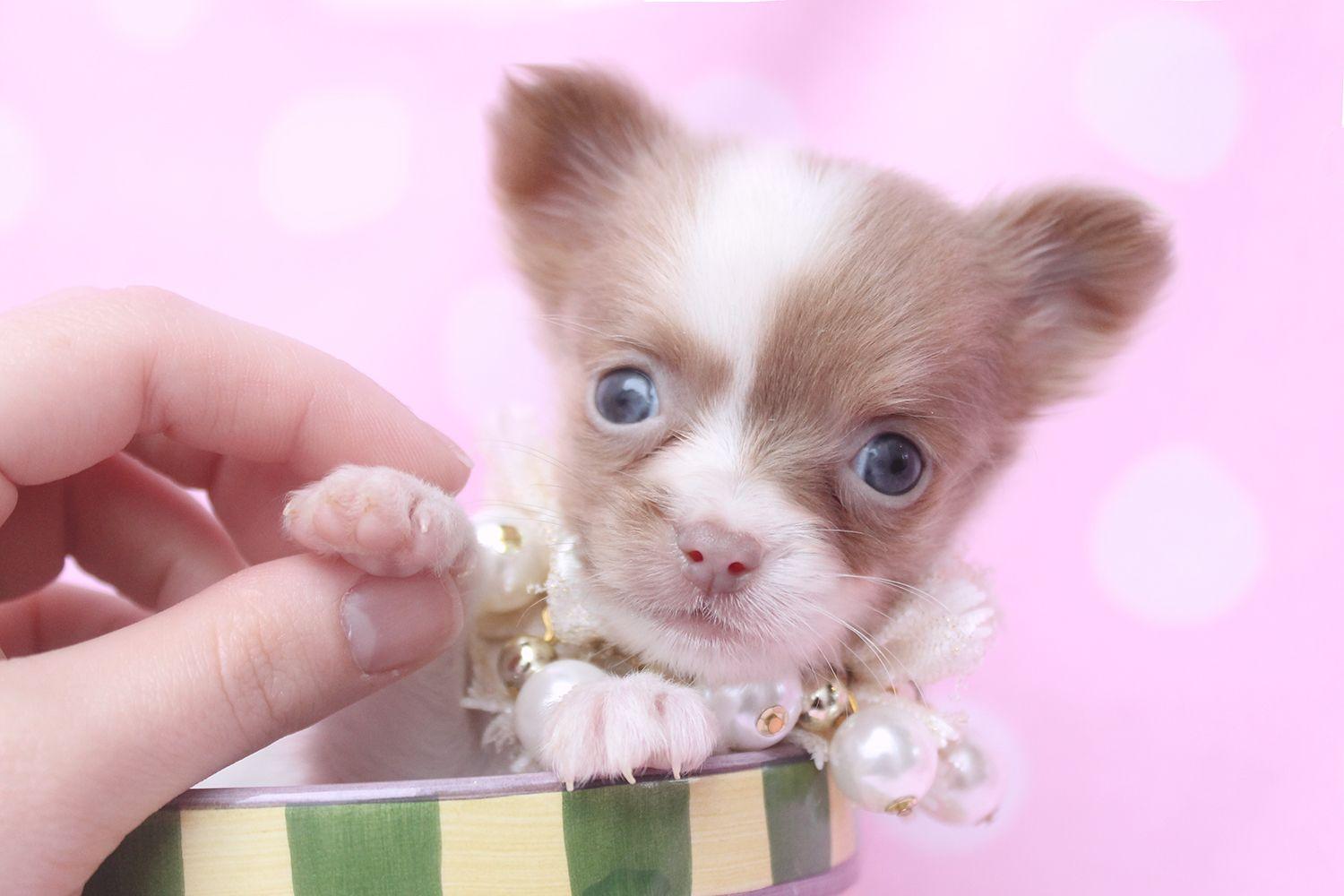 1500x1000 Chihuahuas Very Cute Puppy Wallpaper