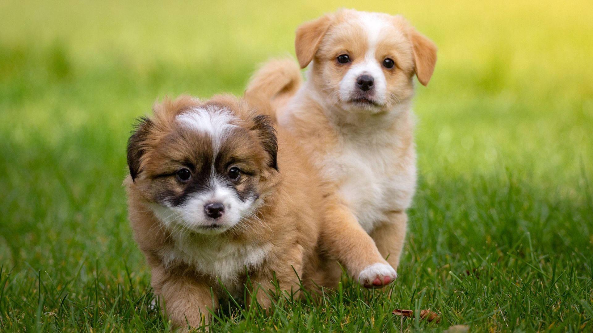 1920x1080 Download Puppies On Grass Wallpaper
