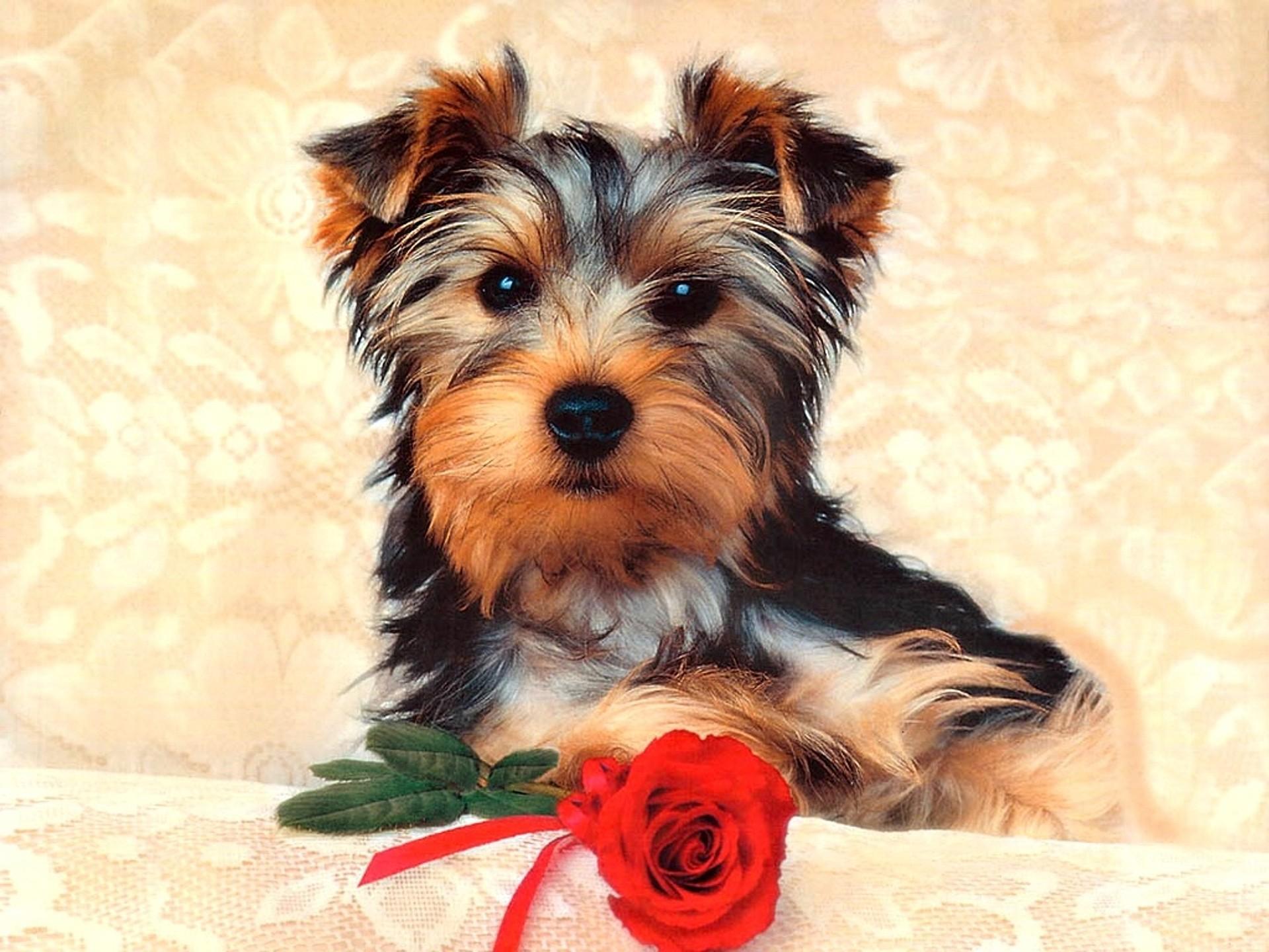 1920x1440 Small Cute Dogs Wallpaper