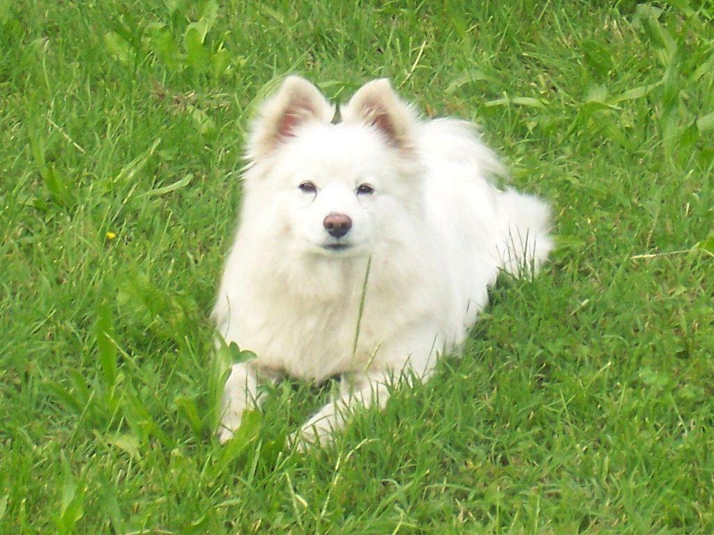 1024x768 Dogs
