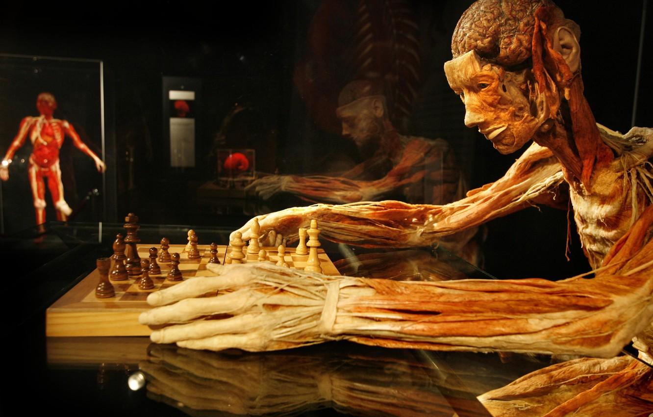1332x850 Wallpaper chess, Gunther von Hagens, Gunther von Hagens, the plastinated, chess player image for desktop, section разное