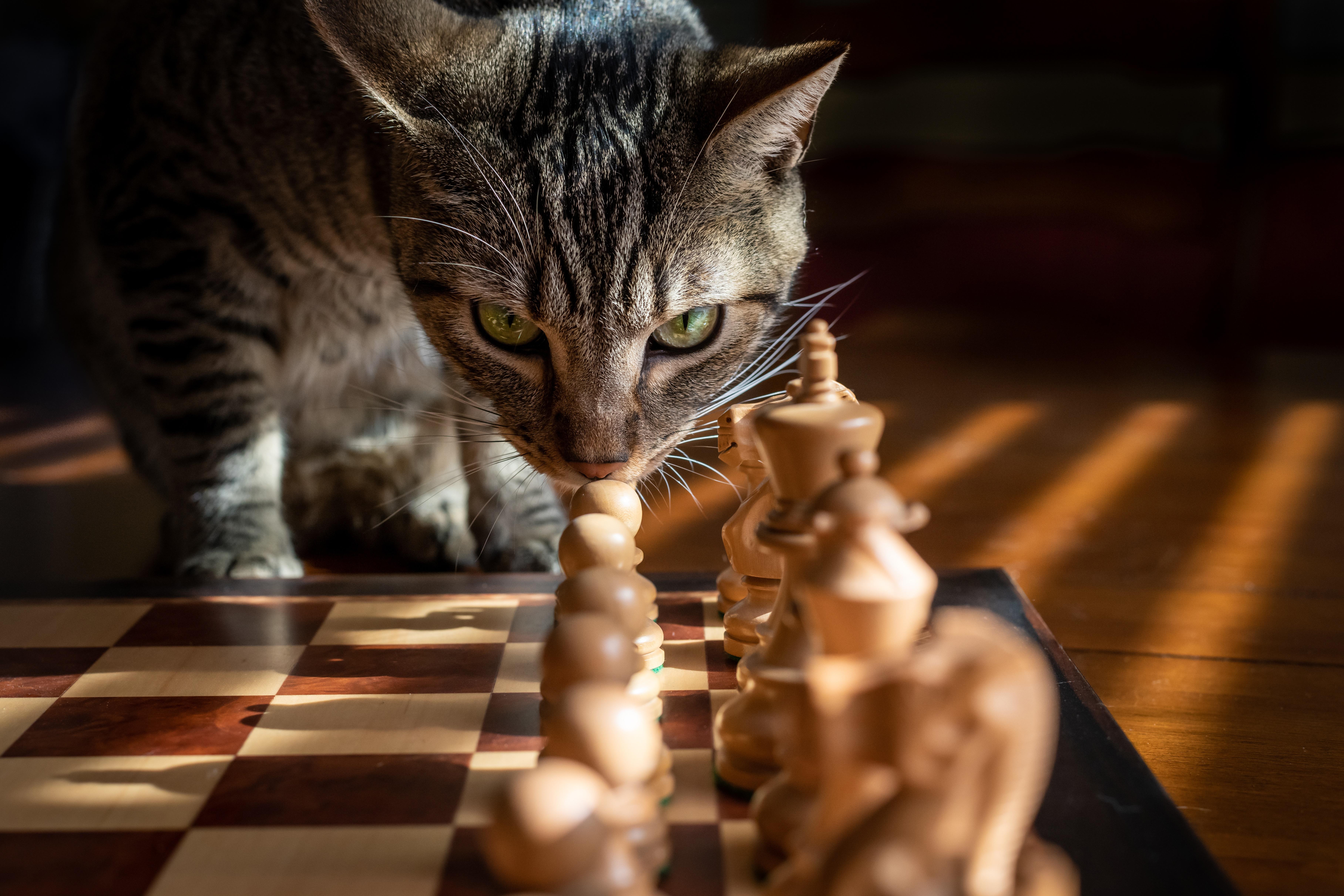 7264x4843 4K Chess Wallpaper and Background Image