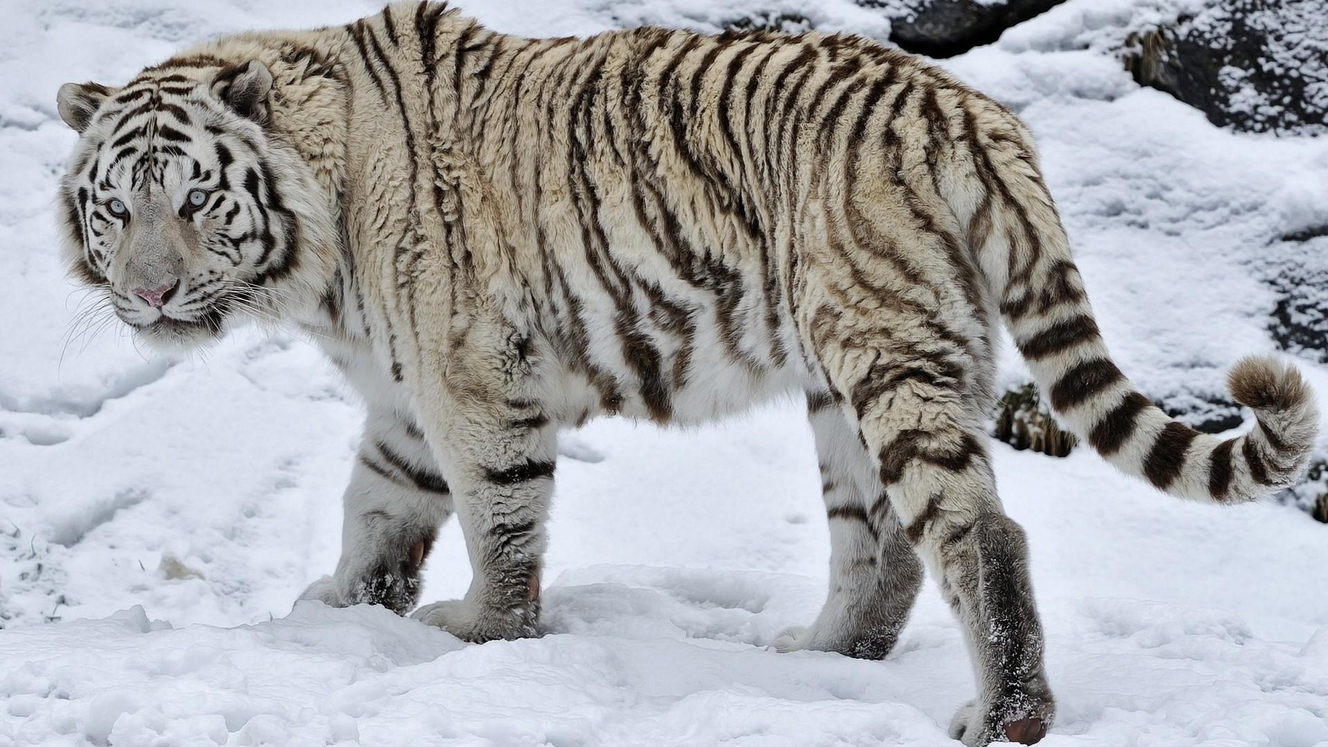 White Tiger in Snow Wallpapers - Top Free White Tiger in Snow ...