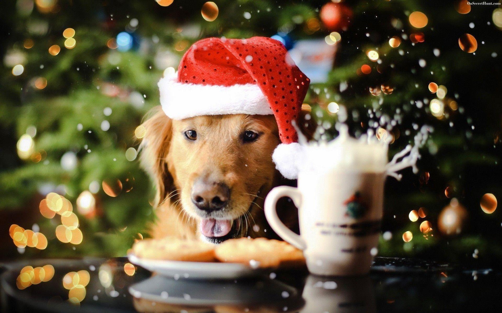 1920x1200 Christmas Dog Wallpaper (the best image in 2018)