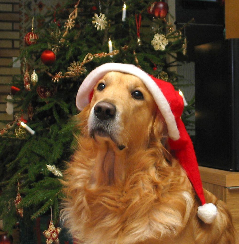 Christmas Dog Wallpapers  Wallpaper Cave