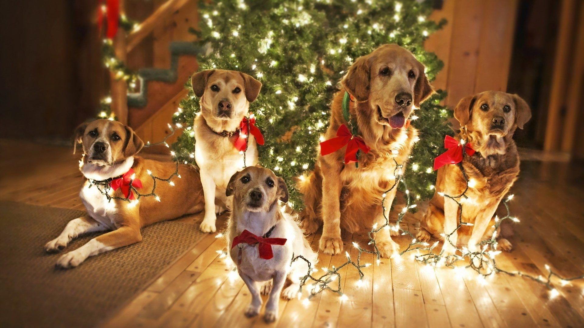 Christmas Dog wallpaper APK for Android Download