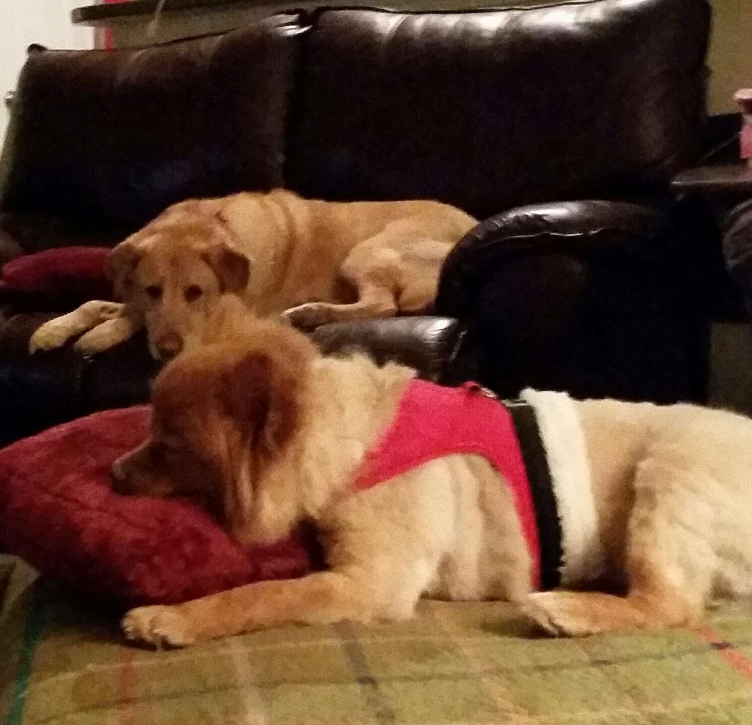 1489x1436 christmas, dog, labrador retriever, pomeranian dog wallpaper
