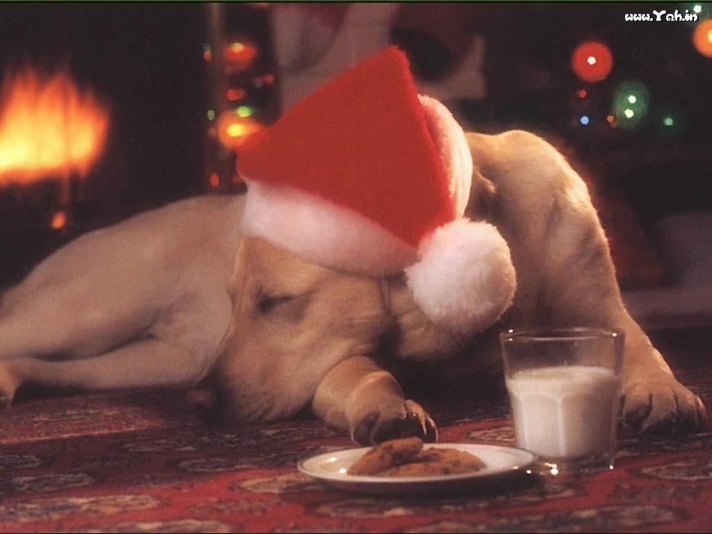 1024x768 Animals. Christmas Dog