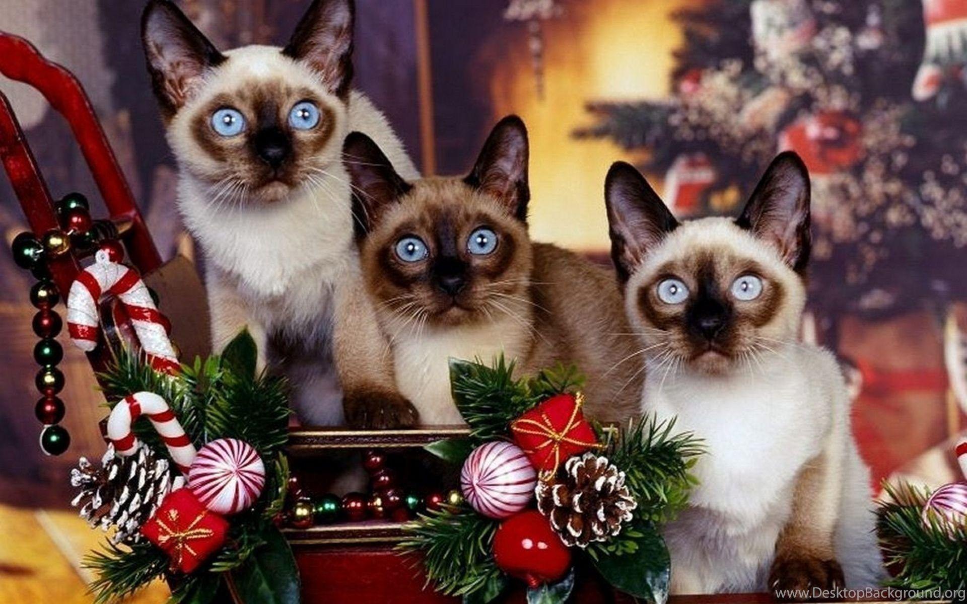 1920x1200 Dog Christmas Wallpaper The Dog Wallpaper Best The Dog Wallpaper