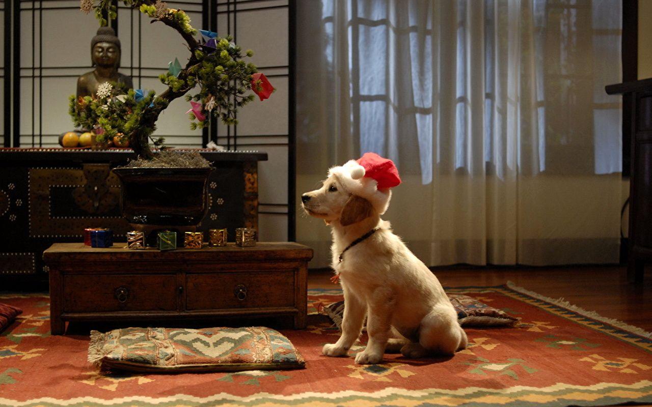 1280x800 Photo Retriever Dogs Christmas Winter hat Animals
