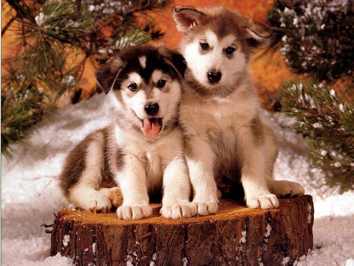 1152x864 Puppy World: Christmas Puppy Photo