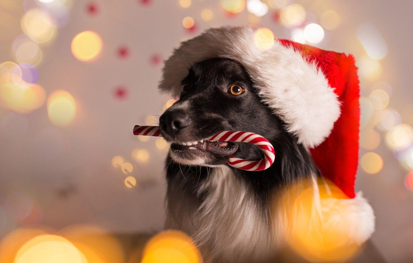 December 2014  Christmas Dog Desktop Calendar Free December Wallpaper