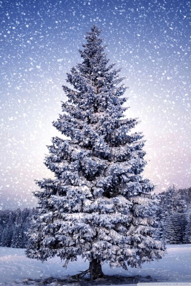 Big Christmas Tree Wallpapers - Top Free Big Christmas Tree Backgrounds ...