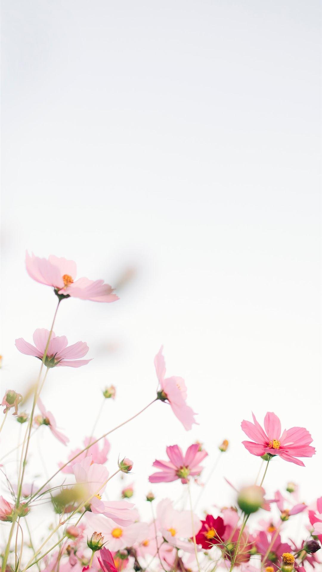 1080x1920 pink flowers with white background iPhone Wallpaper Free Download