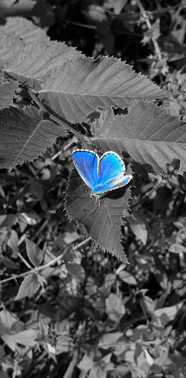630x1280 blue butterfly wallpaper