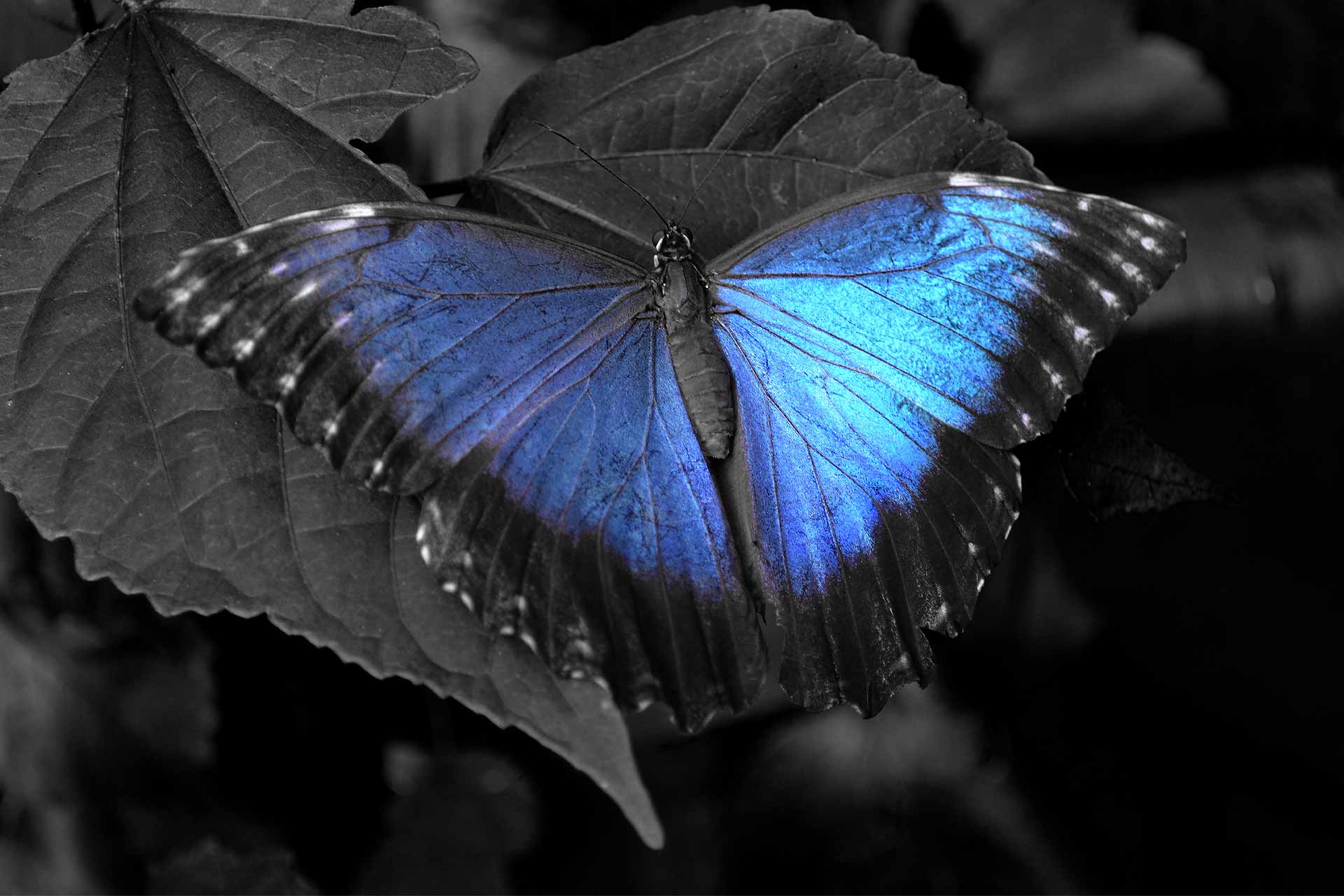 1920x1280 Beautiful Black Butterfly Wallpaper [HD Quality]