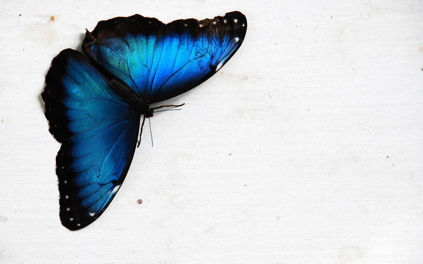1680x1050 Blue Dark Butterfly Computer
