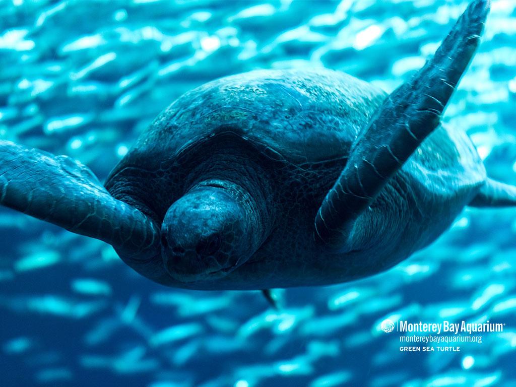 1024x768 Green turtle. Wallpaper. Monterey Bay Aquarium