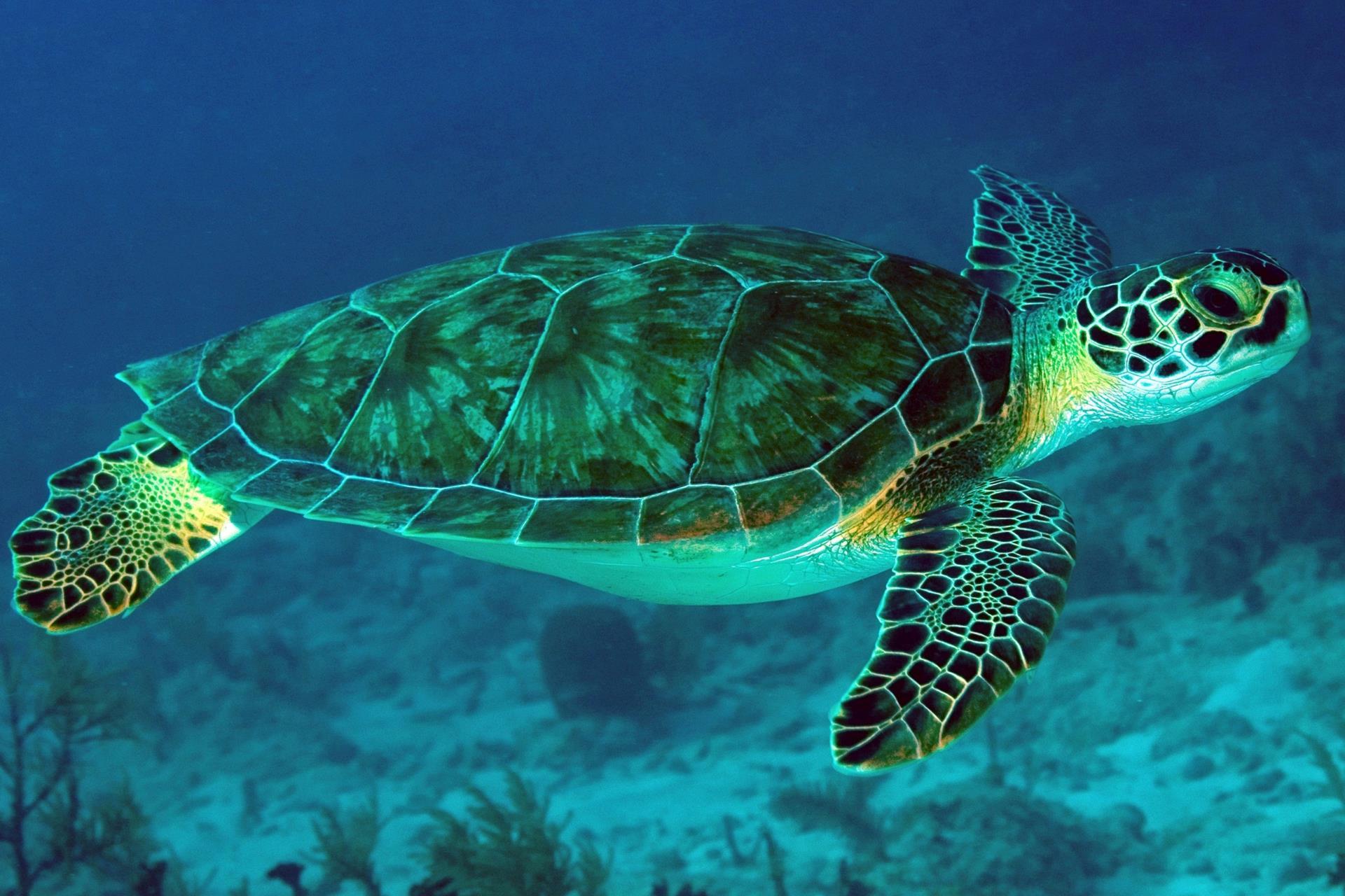 Green Turtle Wallpapers - Top Free Green Turtle Backgrounds ...