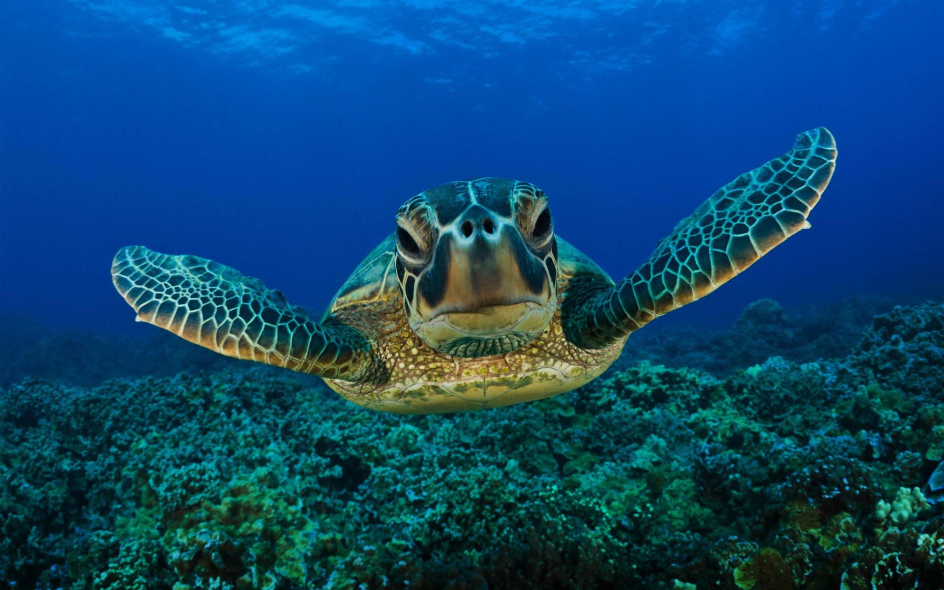 Green Turtle Wallpapers - Top Free Green Turtle Backgrounds ...