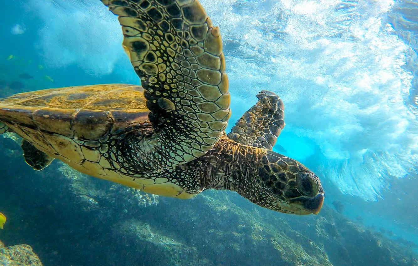 Green Turtle Wallpapers Top Free Green Turtle Backgrounds