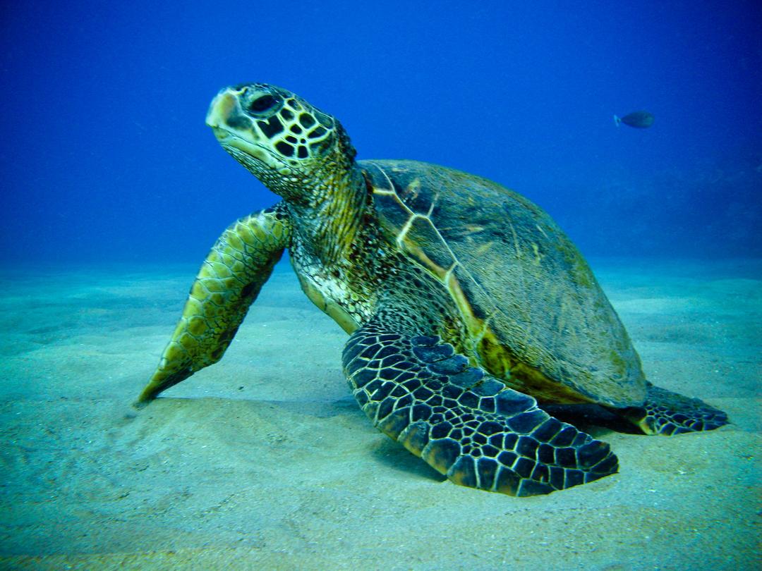 Green Turtle Wallpapers Top Free Green Turtle Backgrounds