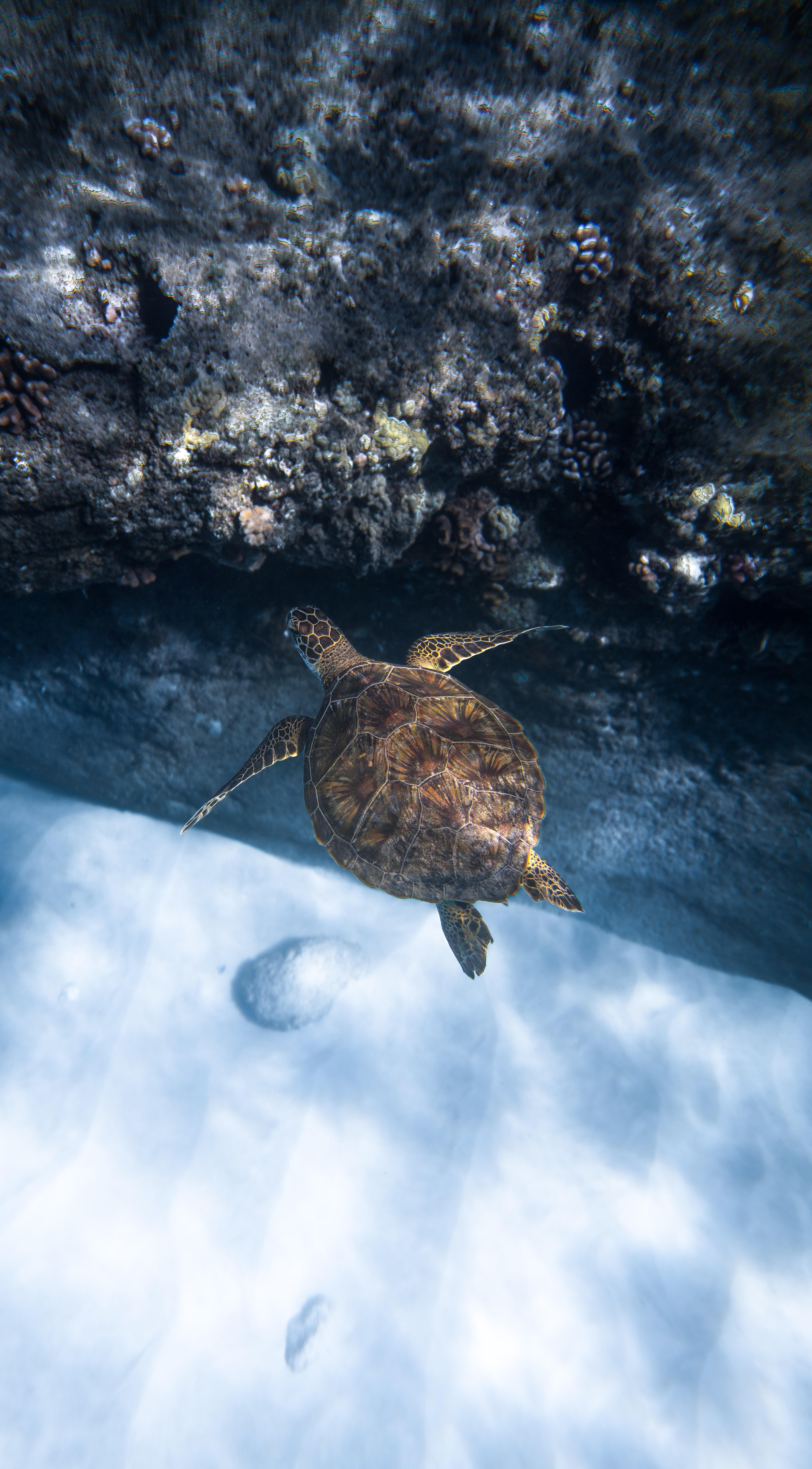 4397x7952 Green Turtle Photo, Download Free Green Turtle & HD Image