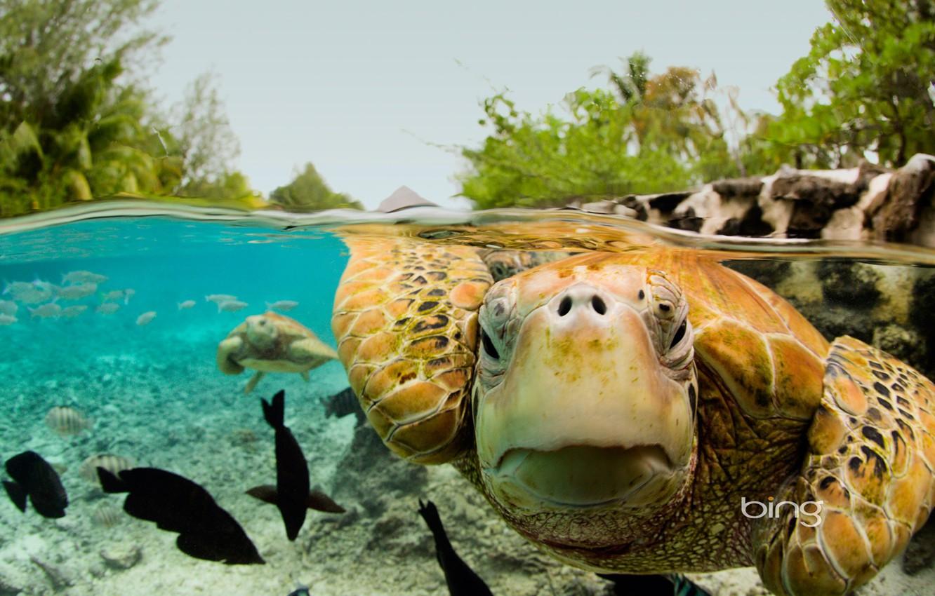 1332x850 Wallpaper Bora Bora, French Polynesia, green turtle image for desktop, section животные