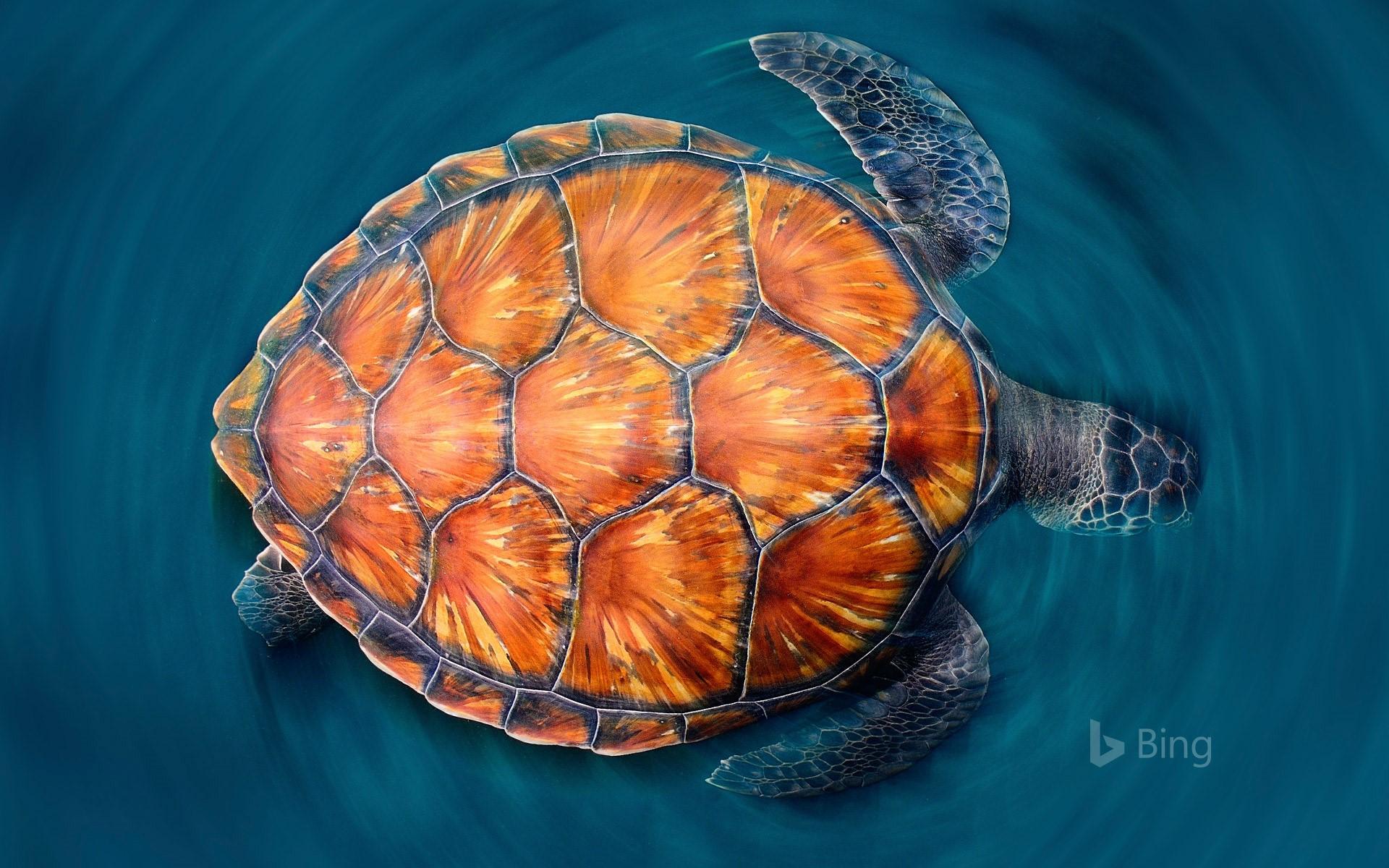 1920x1200 A green sea turtle shows off its shell
