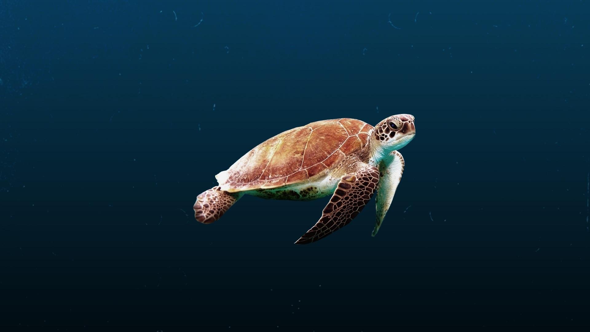 1920x1080 Sea Turtle Laptop Full HD 1080P HD 4k Wallpaper, Image, Background, Photo and Picture