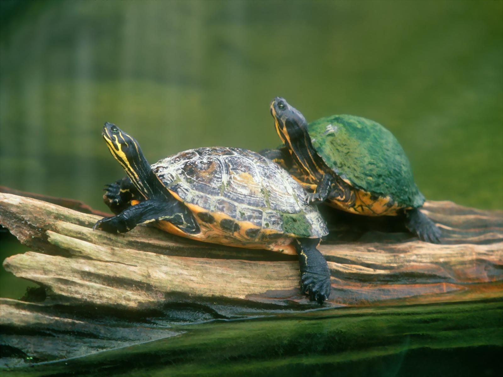 1600x1200 Turtle HD Wallpaper and Background