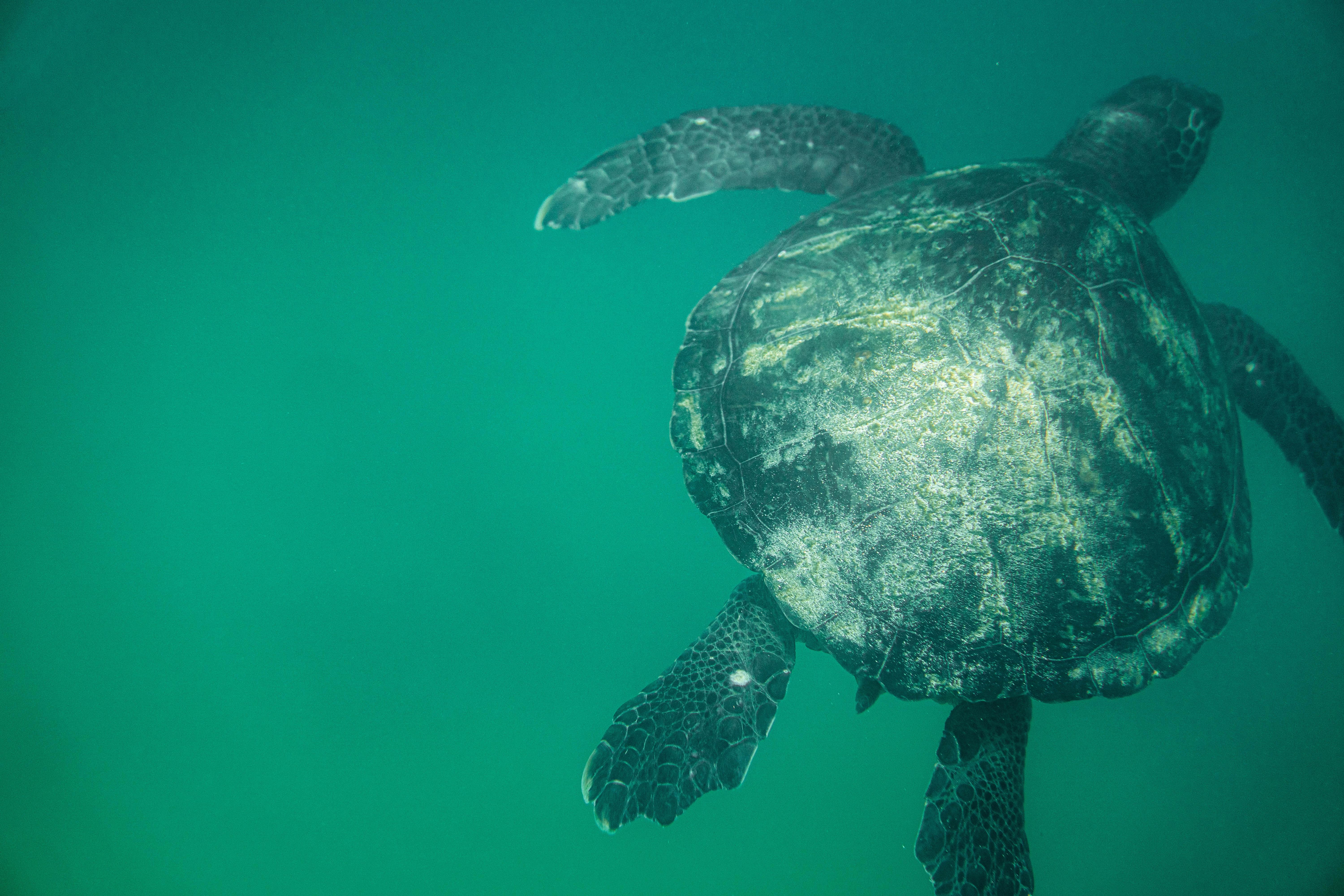 6000x4000 Green Sea Turtle Photo, Download Free Green Sea Turtle & HD Image