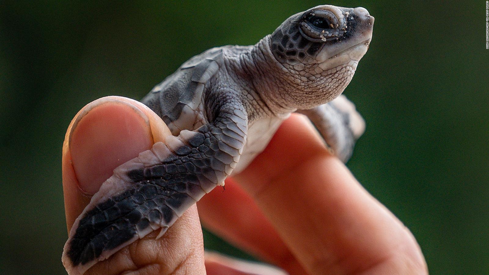 1600x900 Is coronavirus helping turtles? The answer's complicated
