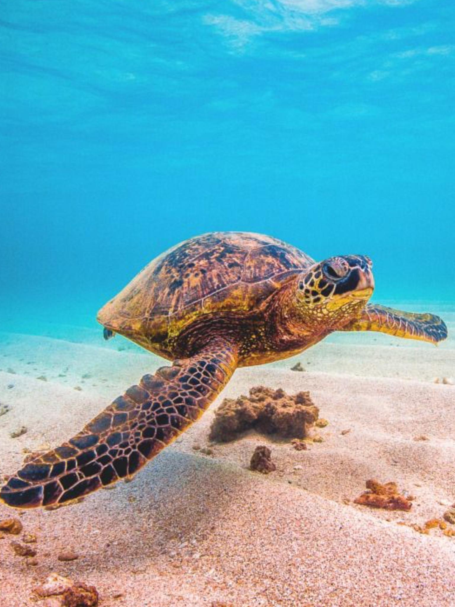 Картинка морская черепаха. Морская черепаха. Морская черепаха и Черепашата. Хоксбильская морская черепаха. Морская черепаха бисса.
