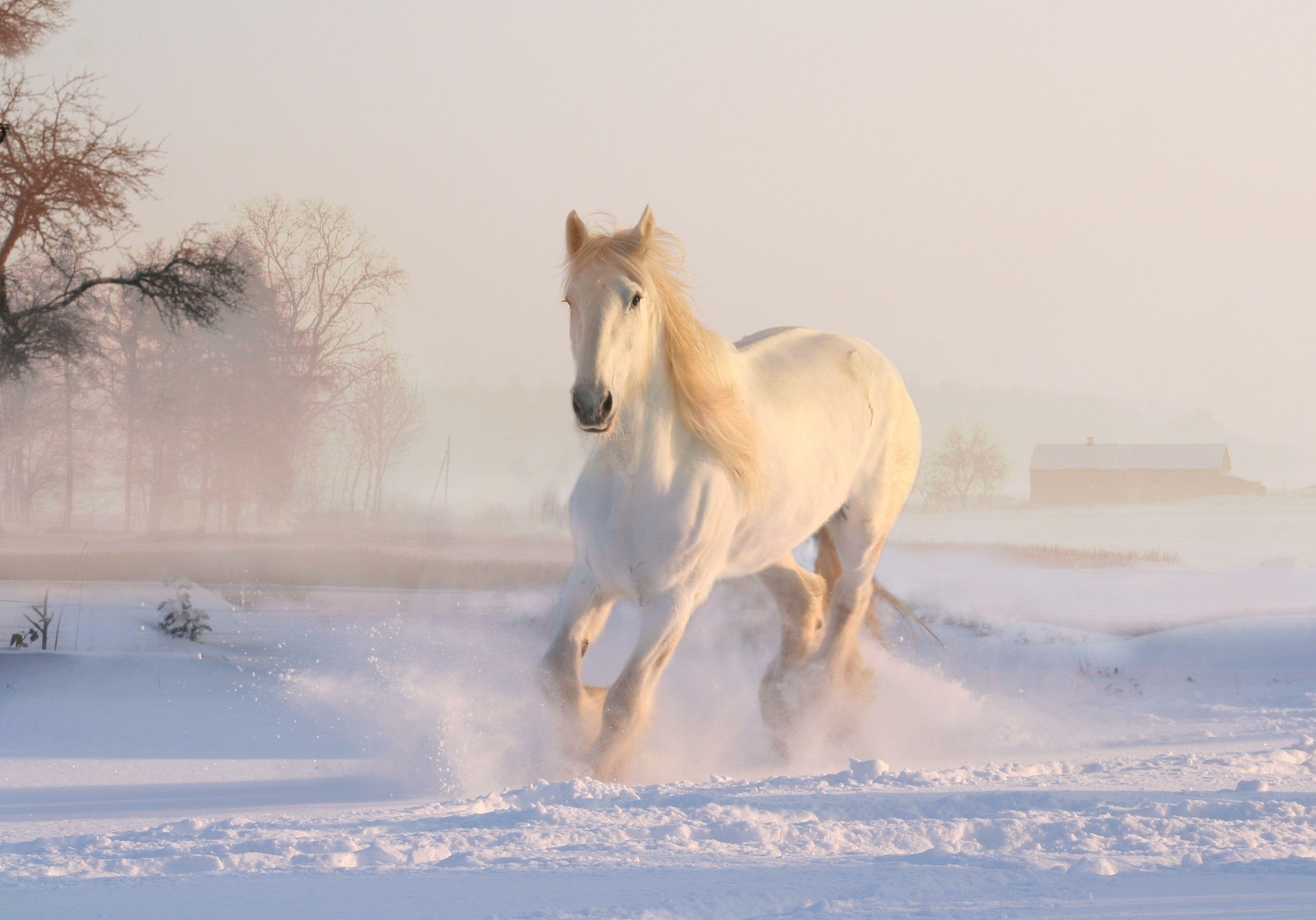 5000x3498 4K Running Horse #Snow #Winter White horse K #wallpaper #hdwallpaper #desktop. 馬, 美しい馬, 馬の壁紙
