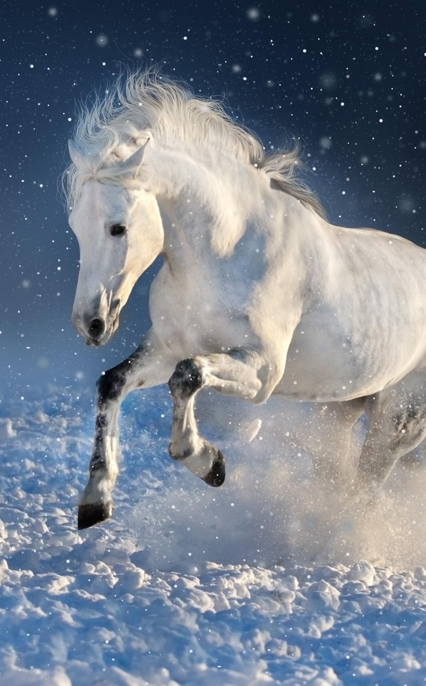 1440x2317 Download white horse, run, mammal, portrait 1440x2630 wallpaper, samsung galaxy note 1440x2630 HD image, background, 8564