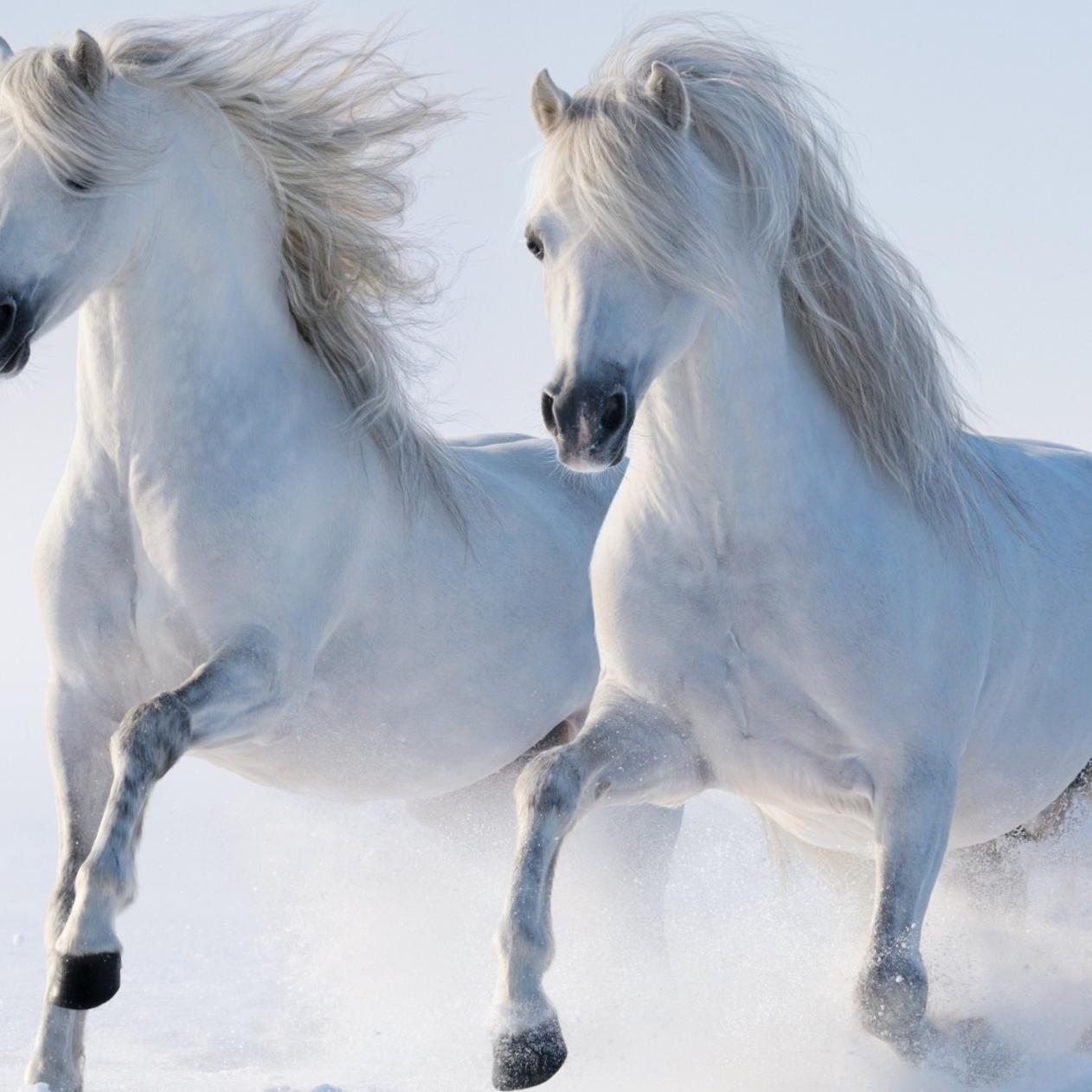 1262x1262 Two beautiful white horses running in the snow
