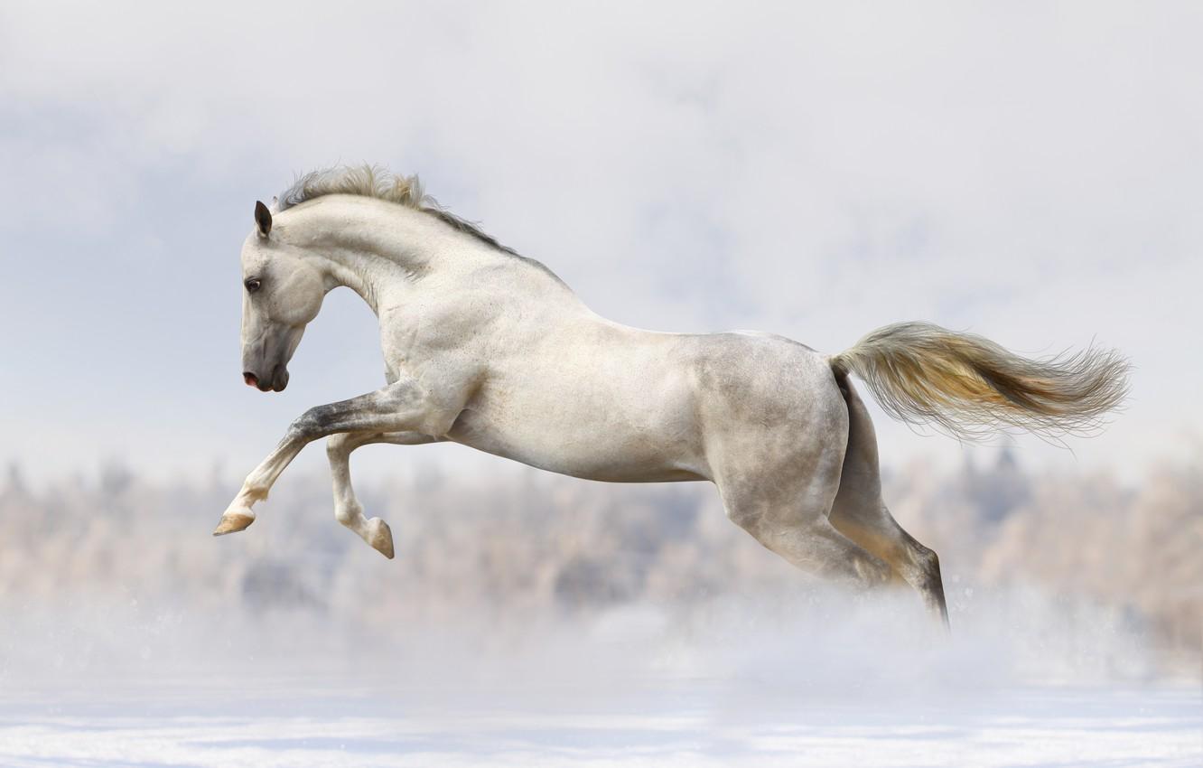 Running White Horse Wallpapers - Top Free Running White Horse ...