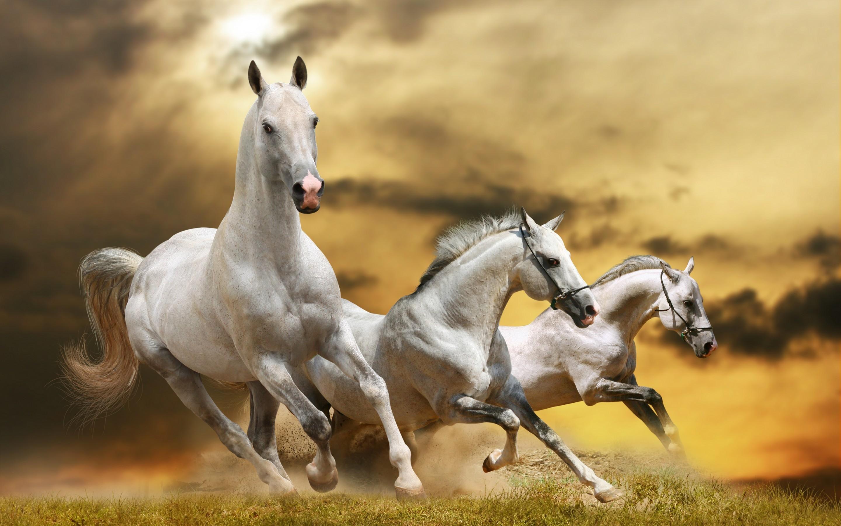 2880x1800 Wilde White Horses HD Wallpaper