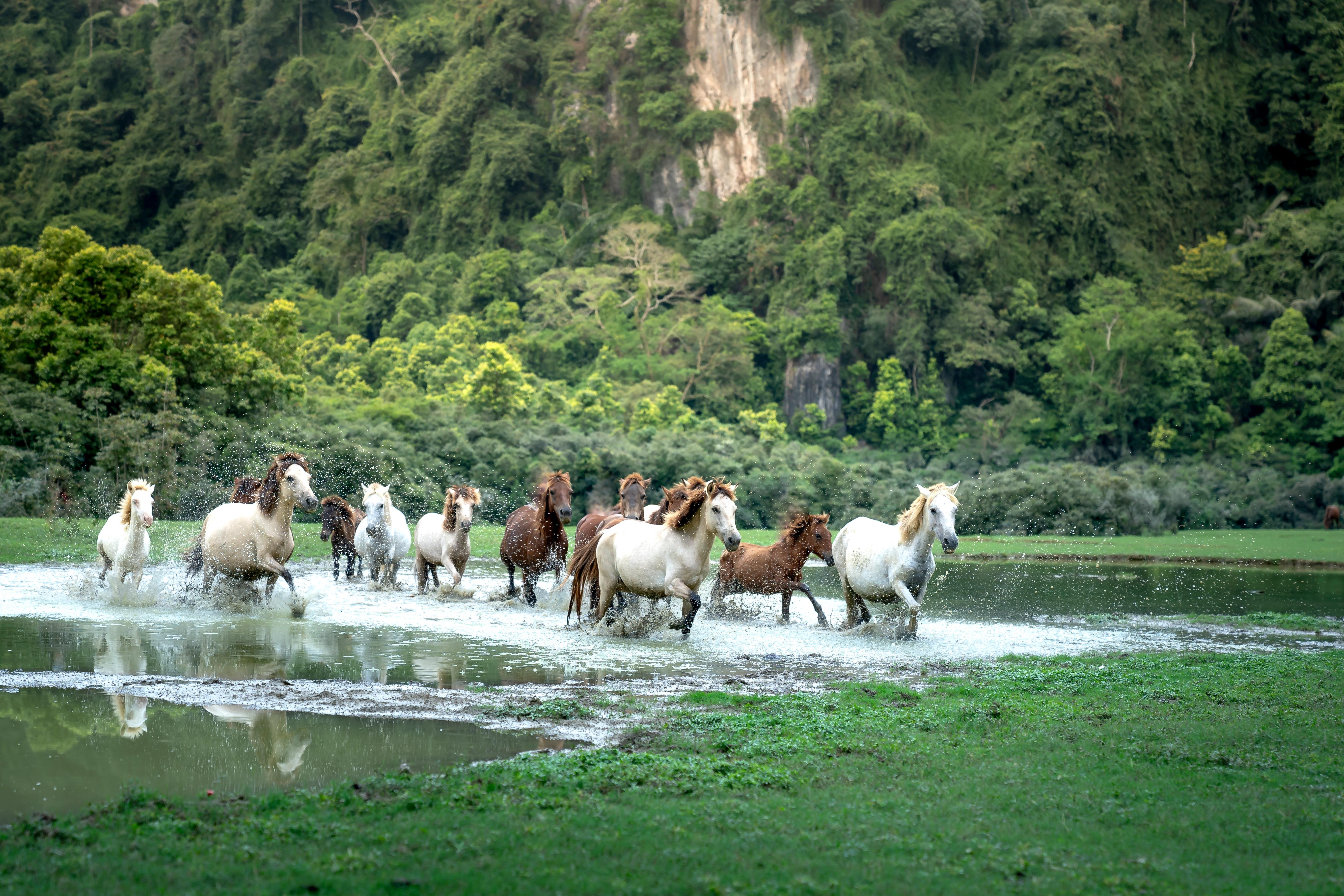 5425x3617 Horses Running Photo, Download Free Horses Running & HD Image