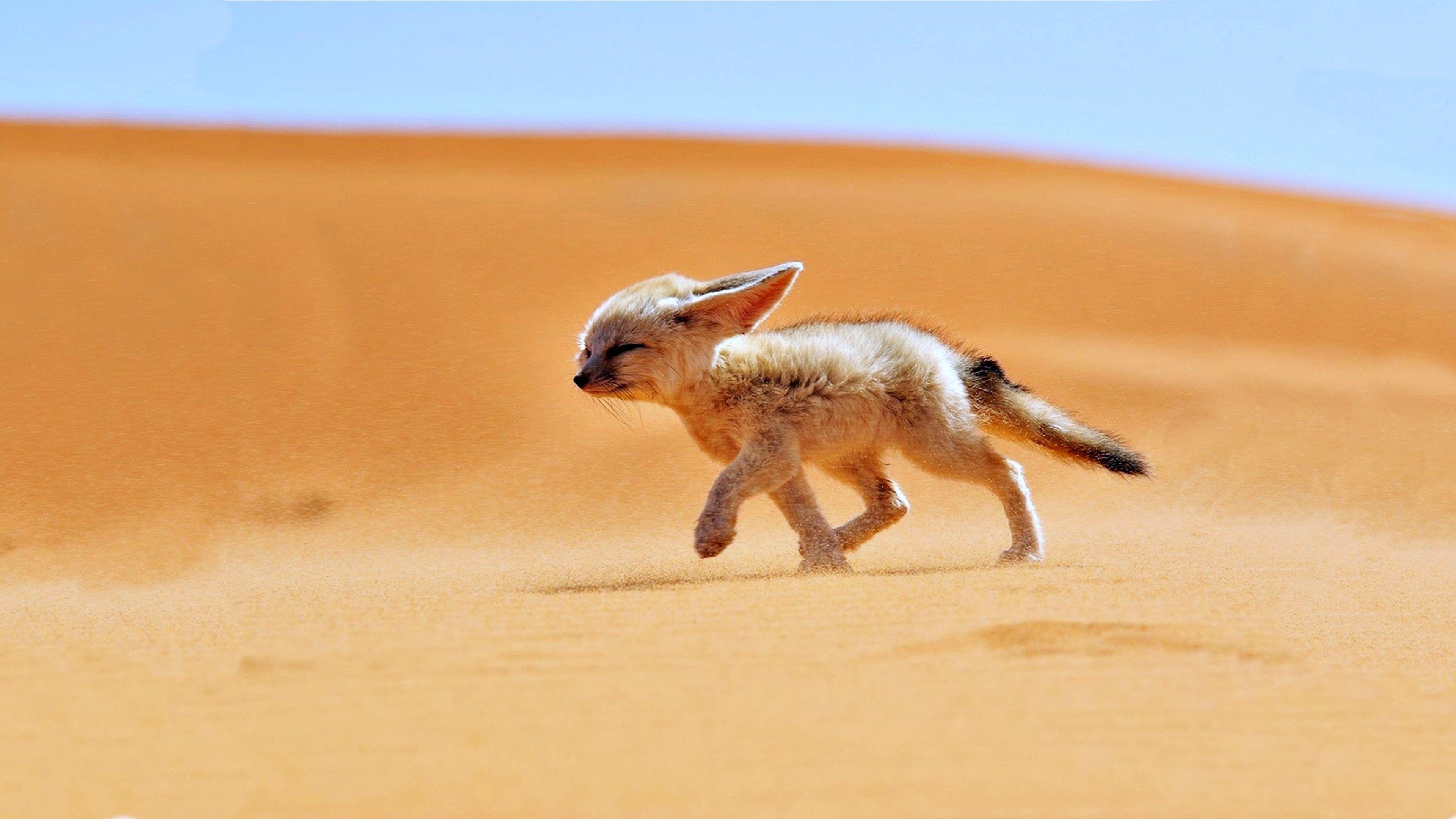 3840x2160 Sand fox desert wind landscapes africa algeria animals nature fennec