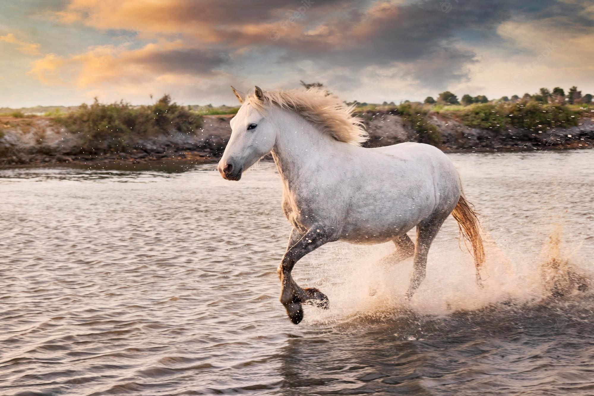 2000x1334 Premium Photo. White horses are running in the water on the beach